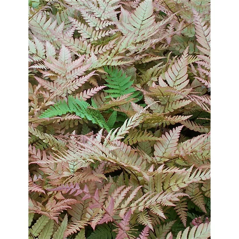 ‘Autumn’ Fern