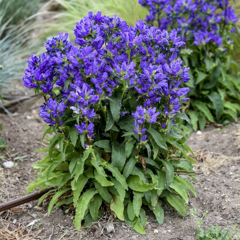 ‘Bells and Whistles’ Bellflower (Campanula)