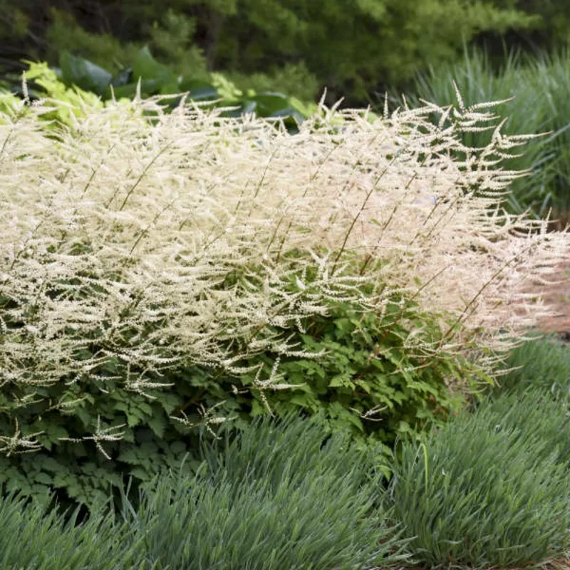 ‘Chantilly Lace’ Goatsbeard (Aruncus)
