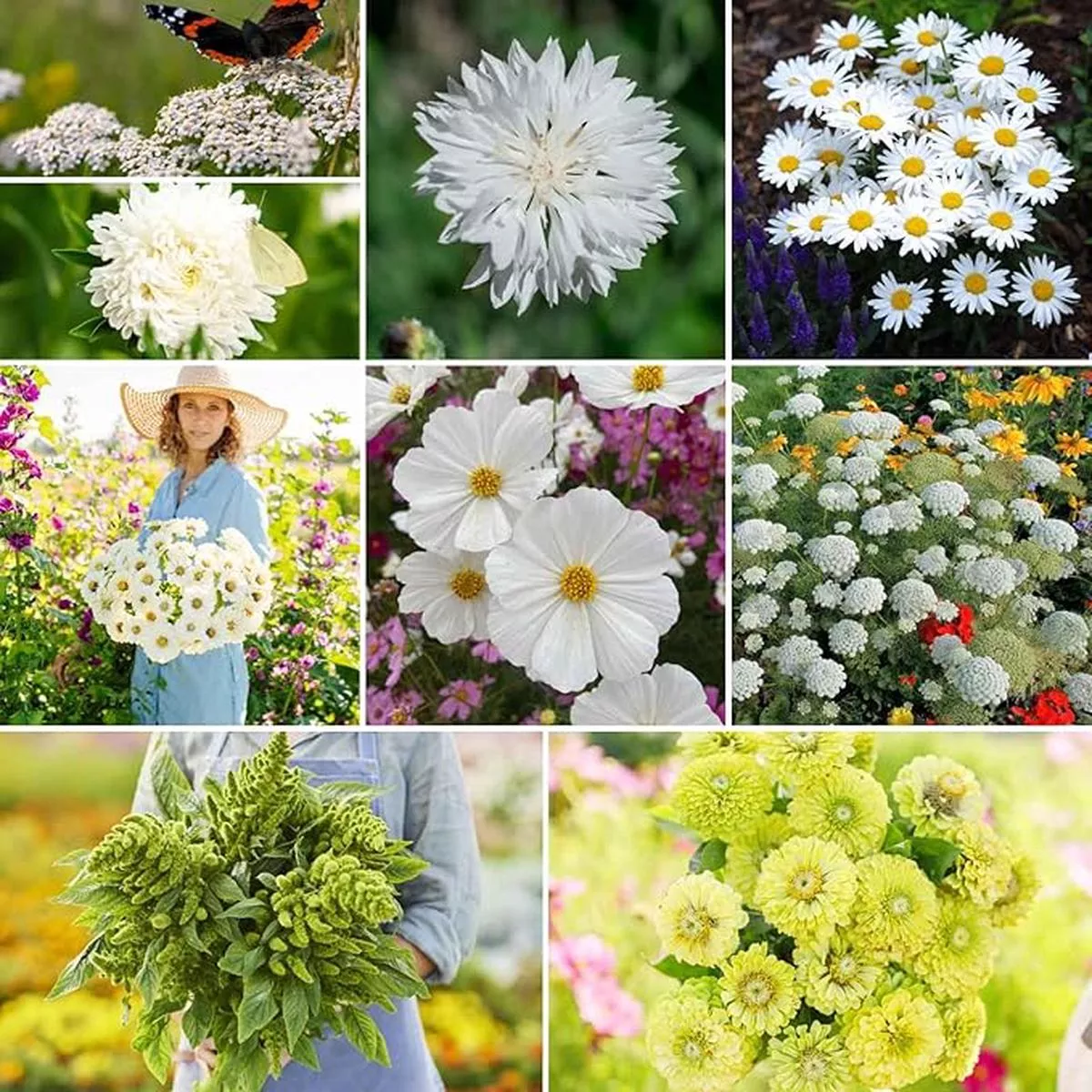 Eden Brothers Green with Envy Flower Mixed Seeds for Planting, 5 lb, 2,400,000+ Seeds with White Yarrow, Cornflower White | Attracts Pollinators, Plant in Spring or