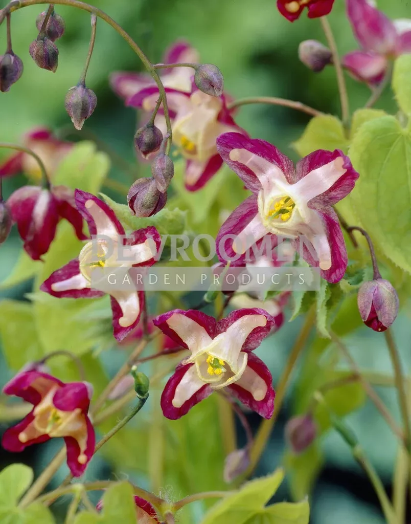 Epimedium Rubrum | 25 pcs