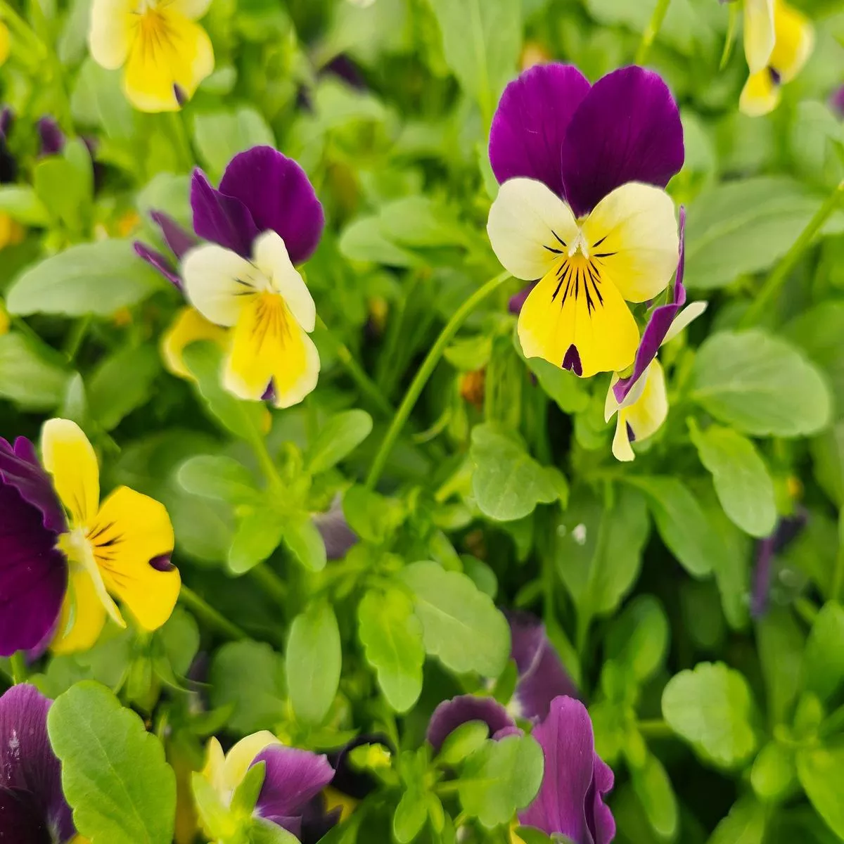 Helen Mount Johnny Jump Up Flower Seeds