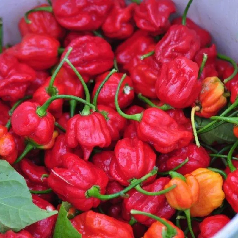 Hot Pepper Seeds 100 Seeds Trinidad Scorpion Chili Pepper