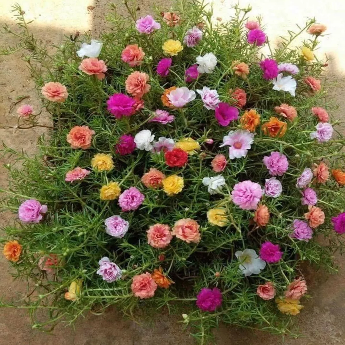 -MIXED MOSS ROSE Vietnam Rose PortulacaGrandiflora SeedsHeirloom, Non-GMO, High Germination Organic Garden Seeds