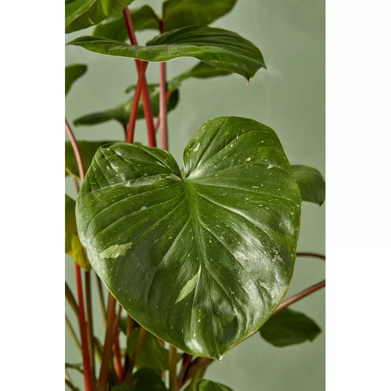 Variegated Homalomena rubescens